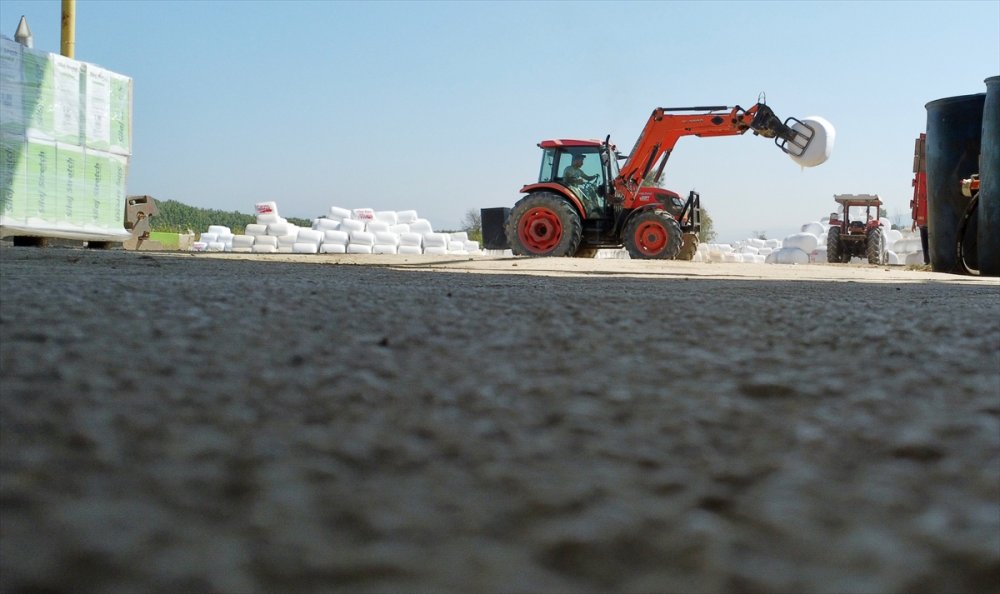 Sele rağmen devlet desteğiyle silajlık mısırda geçen yılki seviyeye ulaşıldı