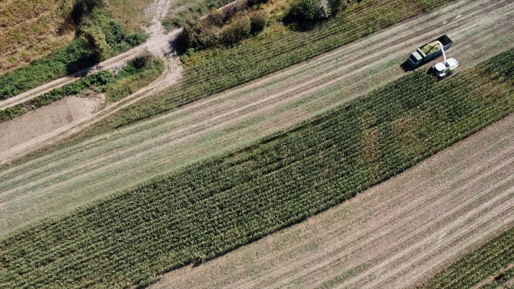 Sele rağmen devlet desteğiyle silajlık mısırda geçen yılki seviyeye ulaşıldı