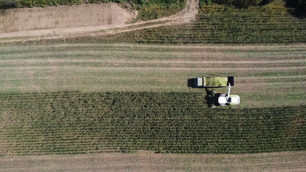 Sele rağmen devlet desteğiyle silajlık mısırda geçen yılki seviyeye ulaşıldı