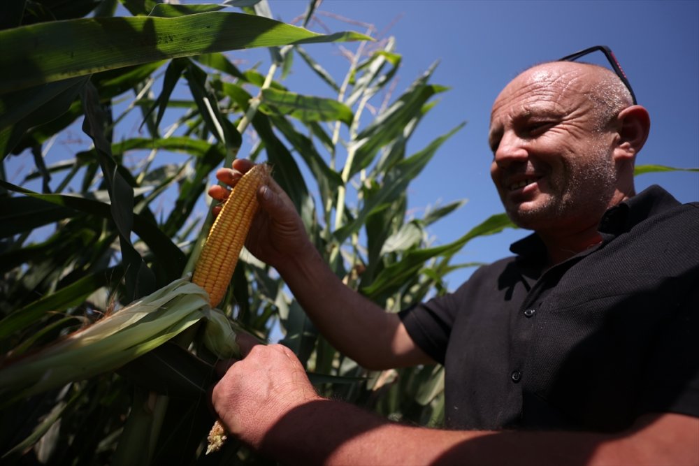 Sele rağmen devlet desteğiyle silajlık mısırda geçen yılki seviyeye ulaşıldı