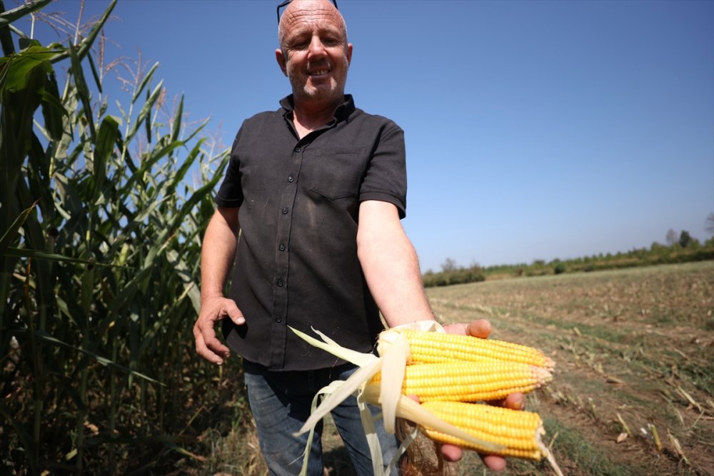Sele rağmen devlet desteğiyle silajlık mısırda geçen yılki seviyeye ulaşıldı
