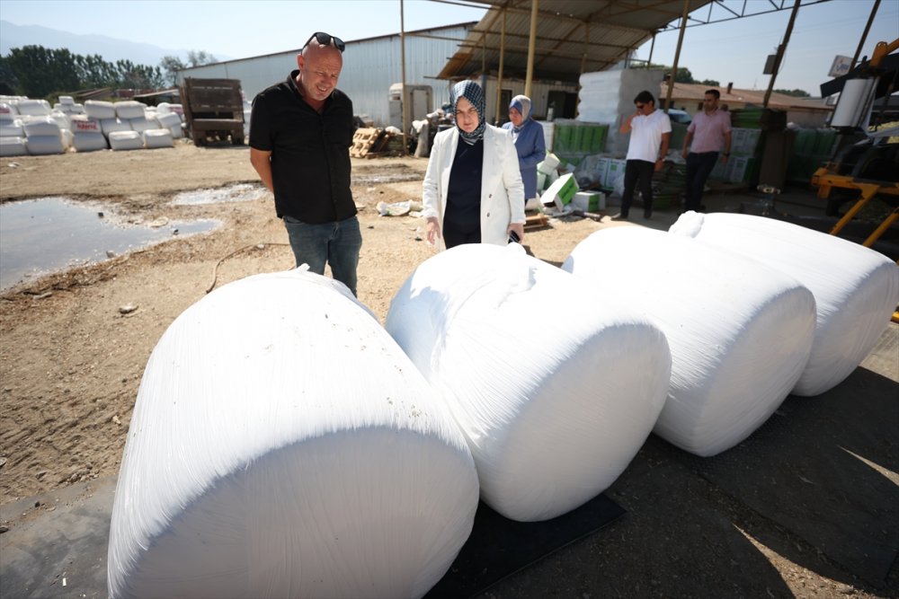 Sele rağmen devlet desteğiyle silajlık mısırda geçen yılki seviyeye ulaşıldı