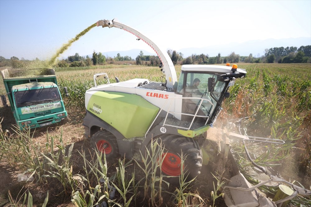 Sele rağmen devlet desteğiyle silajlık mısırda geçen yılki seviyeye ulaşıldı