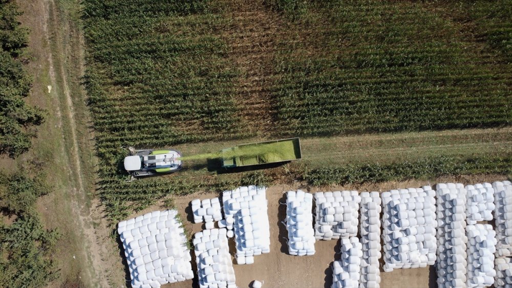 Sele rağmen devlet desteğiyle silajlık mısırda geçen yılki seviyeye ulaşıldı