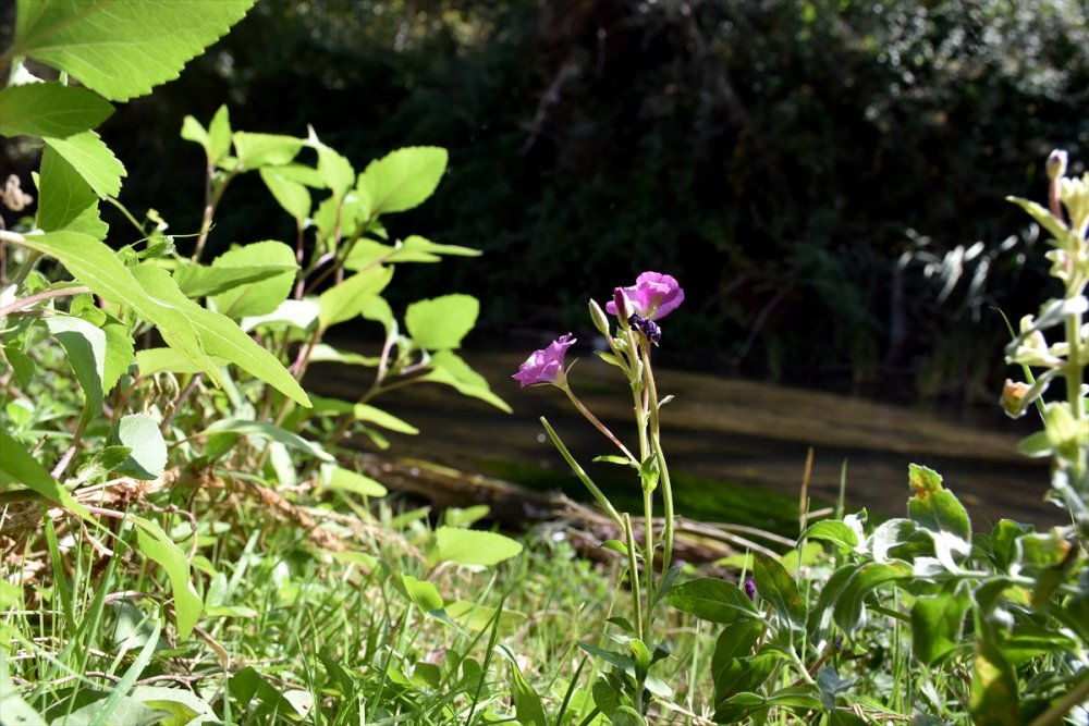 Ihlara Vadisi'ndeki bitki ve hayvan türleri kaydediliyor