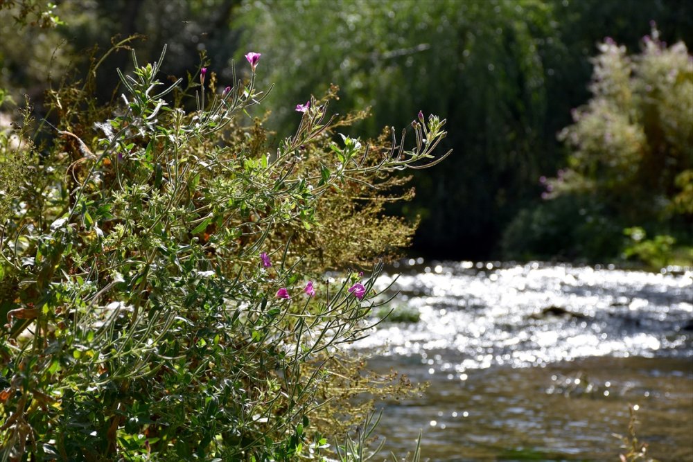 Ihlara Vadisi'ndeki bitki ve hayvan türleri kaydediliyor