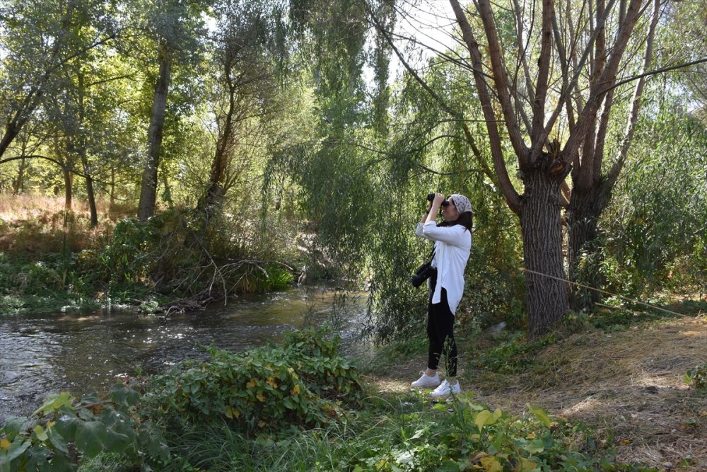 Ihlara Vadisi'ndeki bitki ve hayvan türleri kaydediliyor