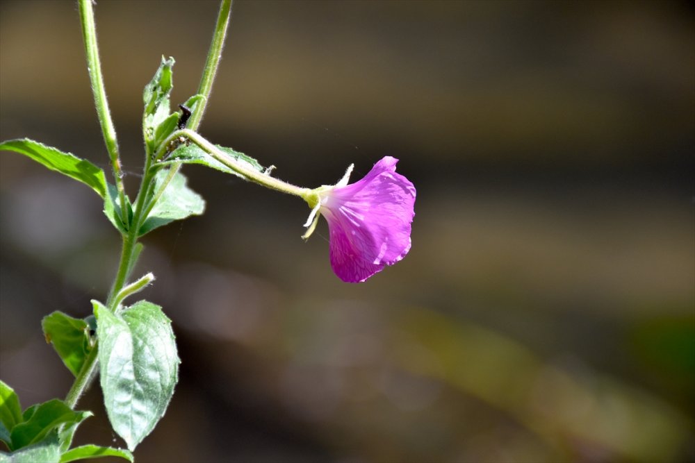 Ihlara Vadisi'ndeki bitki ve hayvan türleri kaydediliyor