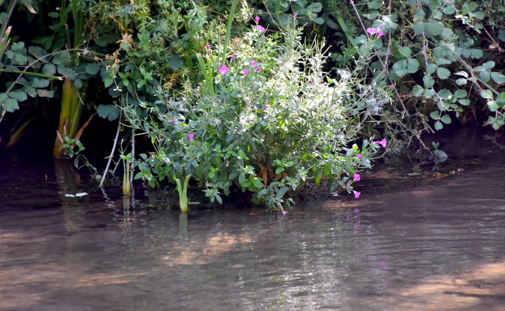 Ihlara Vadisi'ndeki bitki ve hayvan türleri kaydediliyor