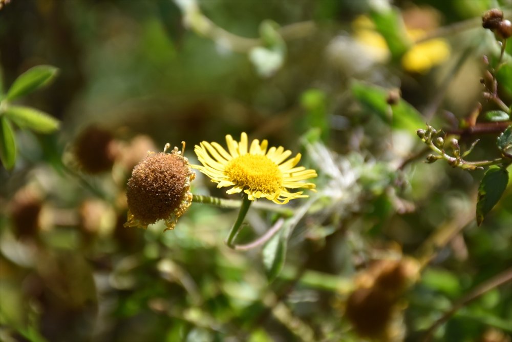 Ihlara Vadisi'ndeki bitki ve hayvan türleri kaydediliyor