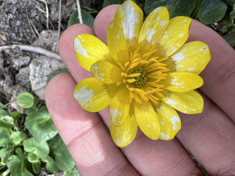 Ihlara Vadisi'ndeki bitki ve hayvan türleri kaydediliyor