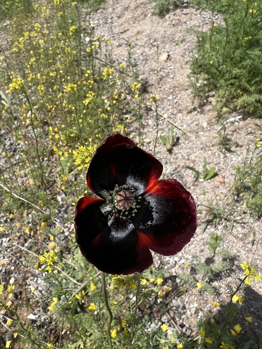 Ihlara Vadisi'ndeki bitki ve hayvan türleri kaydediliyor