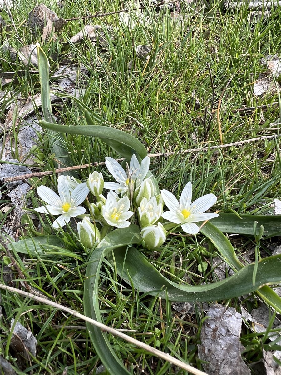 Ihlara Vadisi'ndeki bitki ve hayvan türleri kaydediliyor