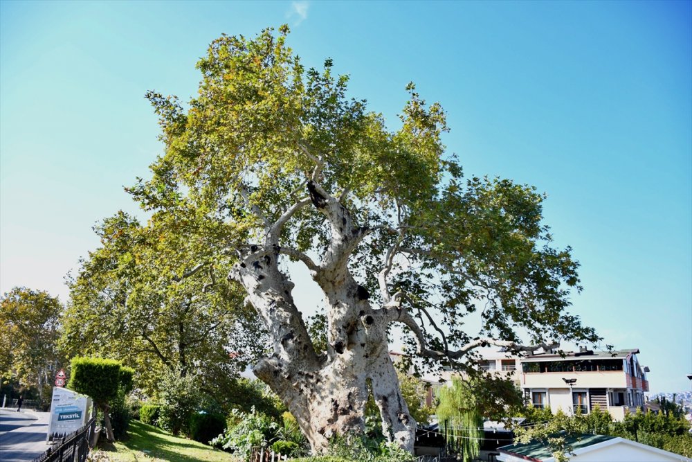 Tarihi çınar ağacı ihtişamıyla 860 yıldır ayakta