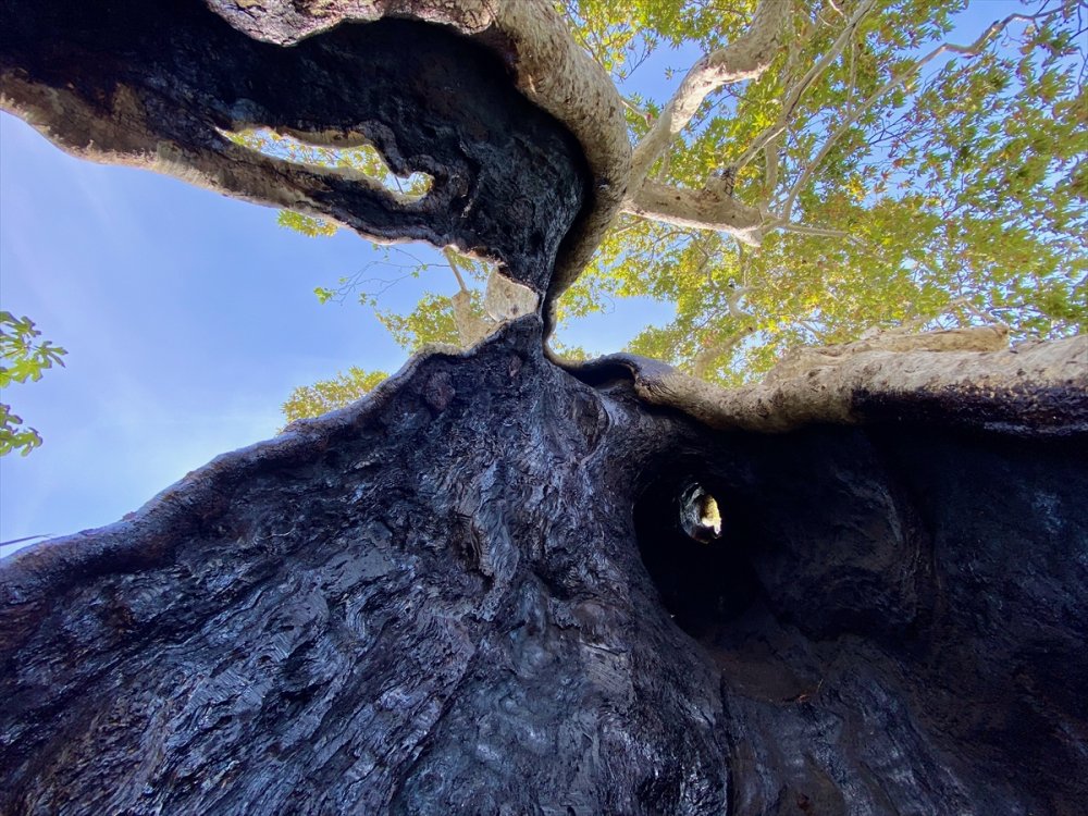 Tarihi çınar ağacı ihtişamıyla 860 yıldır ayakta