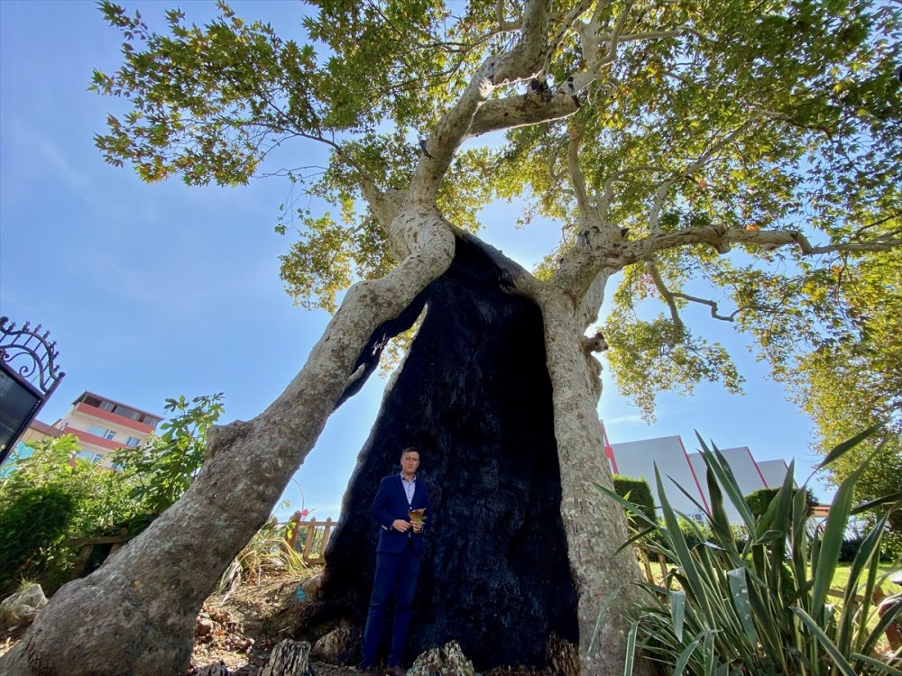 Tarihi çınar ağacı ihtişamıyla 860 yıldır ayakta