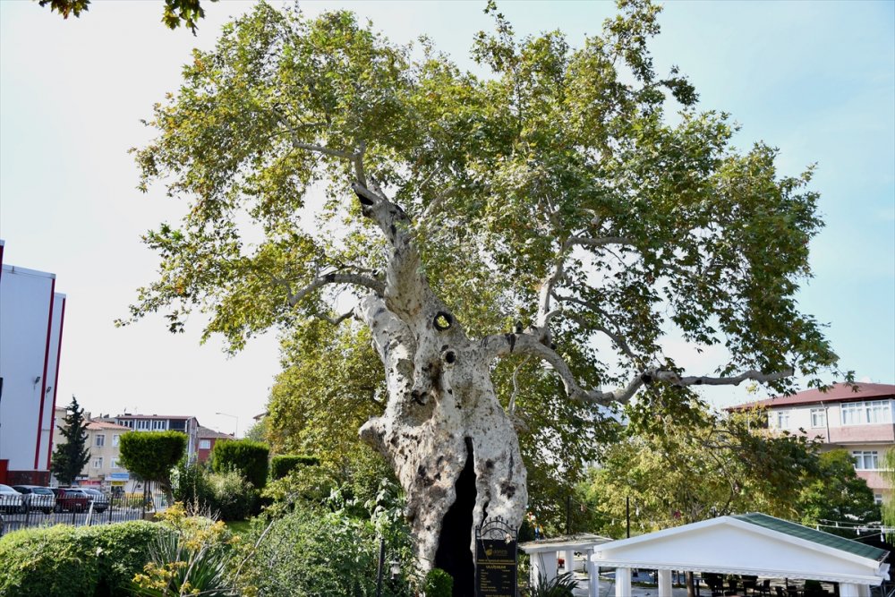 Tarihi çınar ağacı ihtişamıyla 860 yıldır ayakta