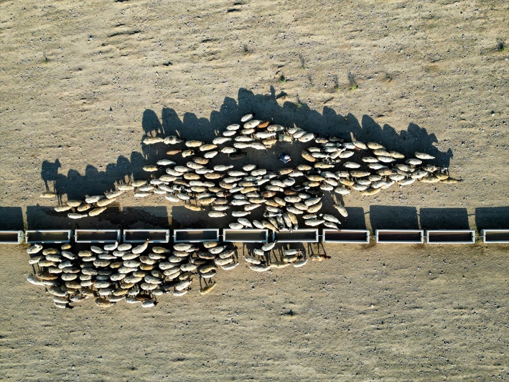 Yayla dönüşü susuzluktan bitkin düşen koyunlara tankerlerle su taşındı