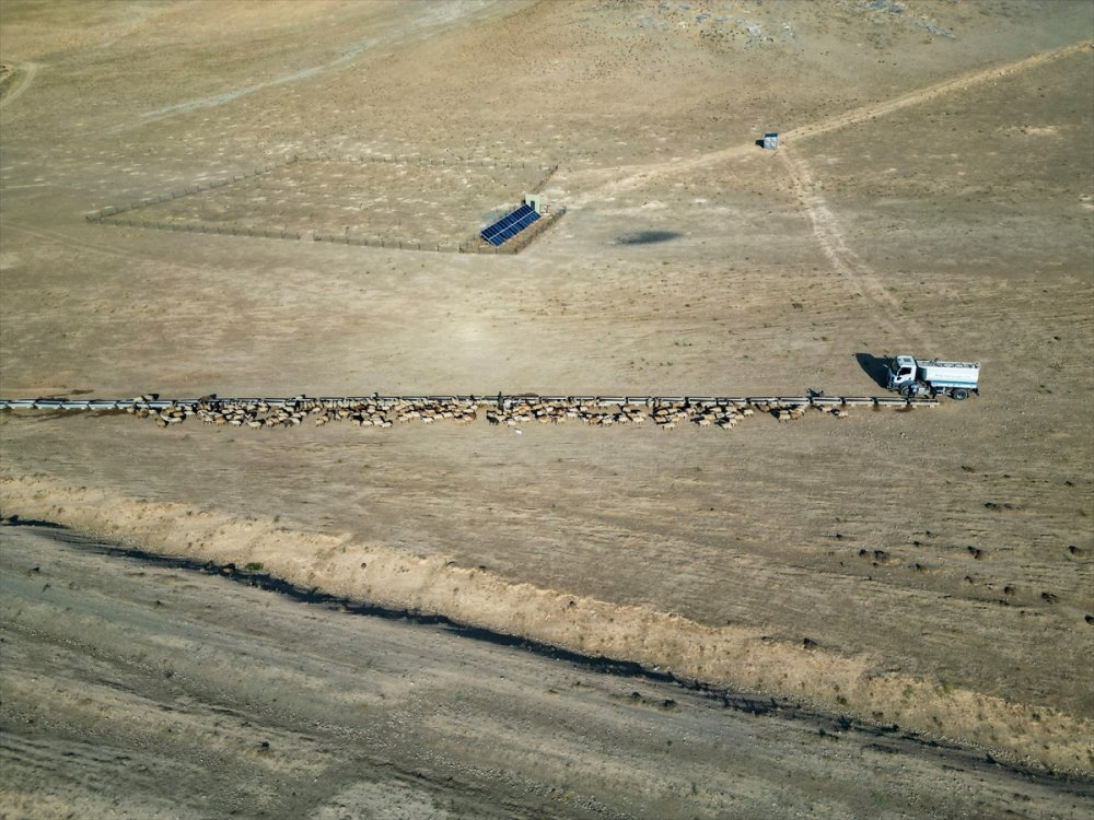 Yayla dönüşü susuzluktan bitkin düşen koyunlara tankerlerle su taşındı