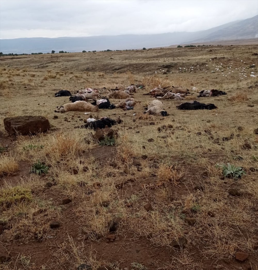 Yıldırımın isabet ettiği sürüdeki küçükbaş hayvanlar telef oldu