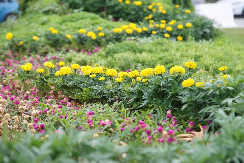 Şehir peyzajlarında doğal bitki kullanımı önerisi