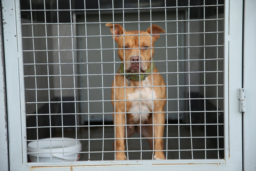 Yaralı ve hasta hayvanlara belediye bakıyor