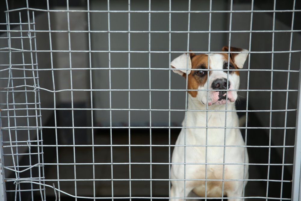 Yaralı ve hasta hayvanlara belediye bakıyor