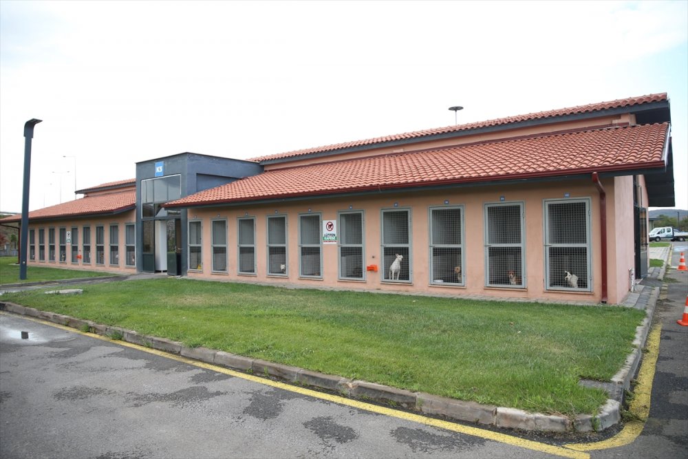 Yaralı ve hasta hayvanlara belediye bakıyor