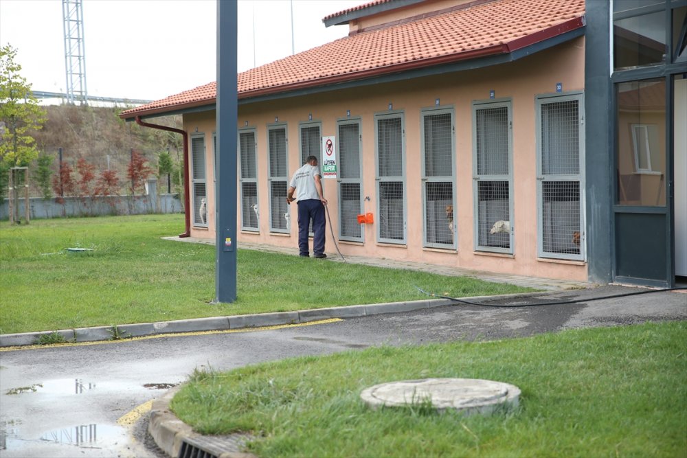 Yaralı ve hasta hayvanlara belediye bakıyor