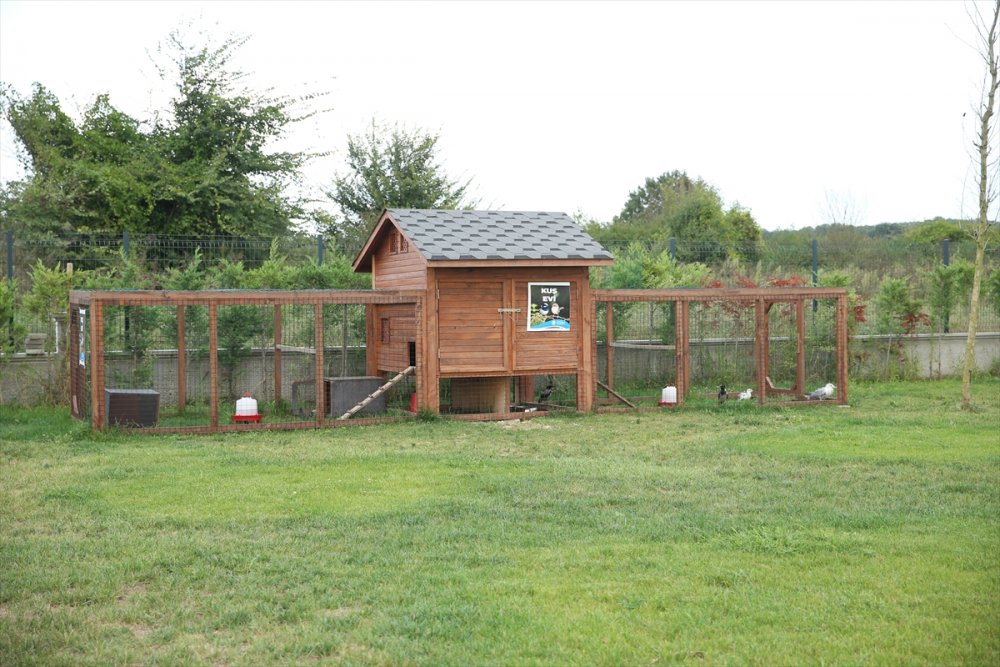 Yaralı ve hasta hayvanlara belediye bakıyor