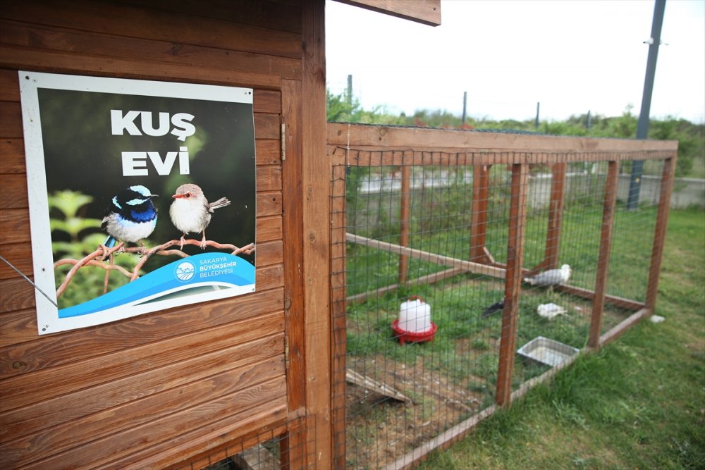 Yaralı ve hasta hayvanlara belediye bakıyor