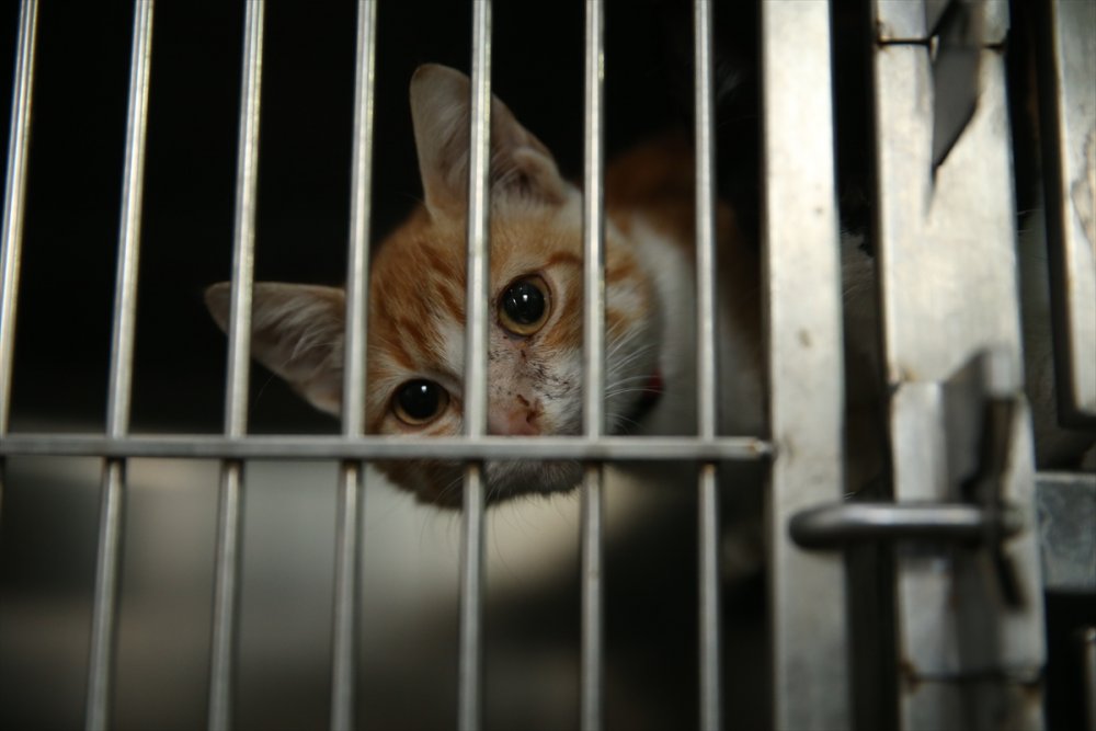 Yaralı ve hasta hayvanlara belediye bakıyor