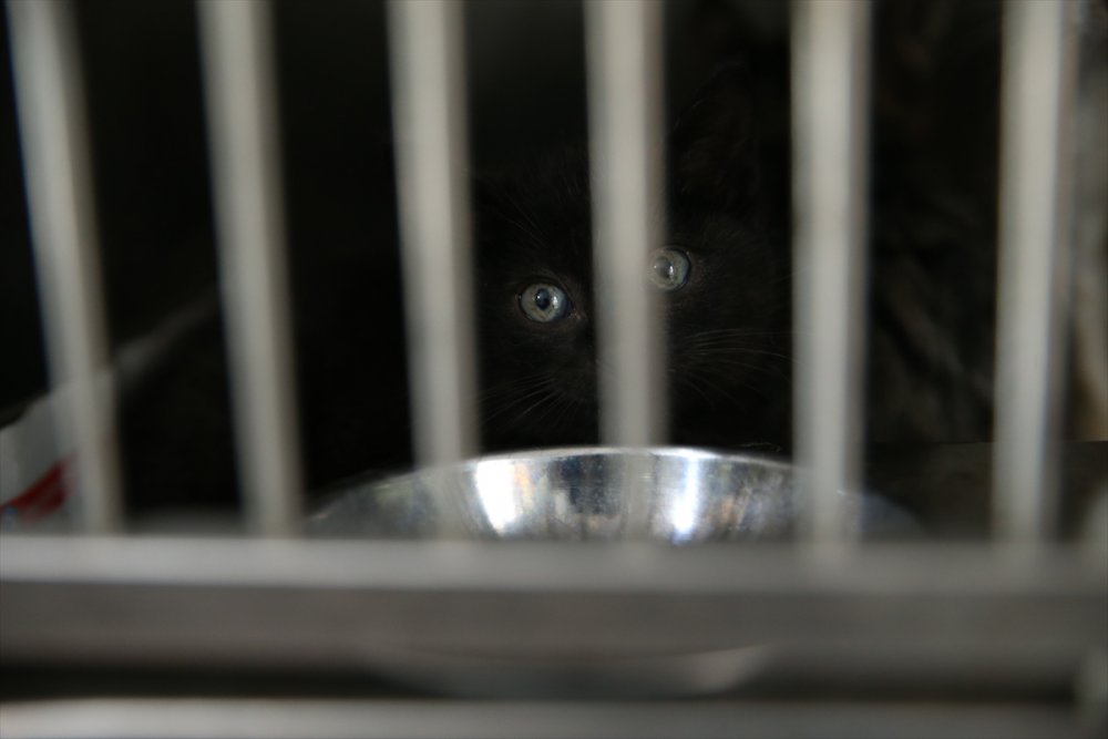 Yaralı ve hasta hayvanlara belediye bakıyor