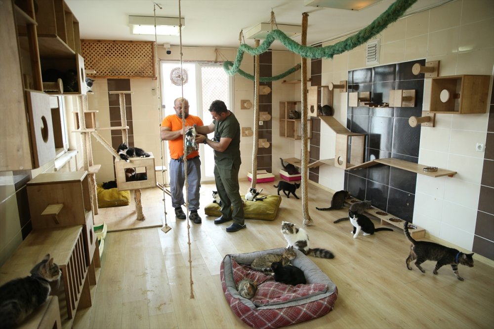 Yaralı ve hasta hayvanlara belediye bakıyor