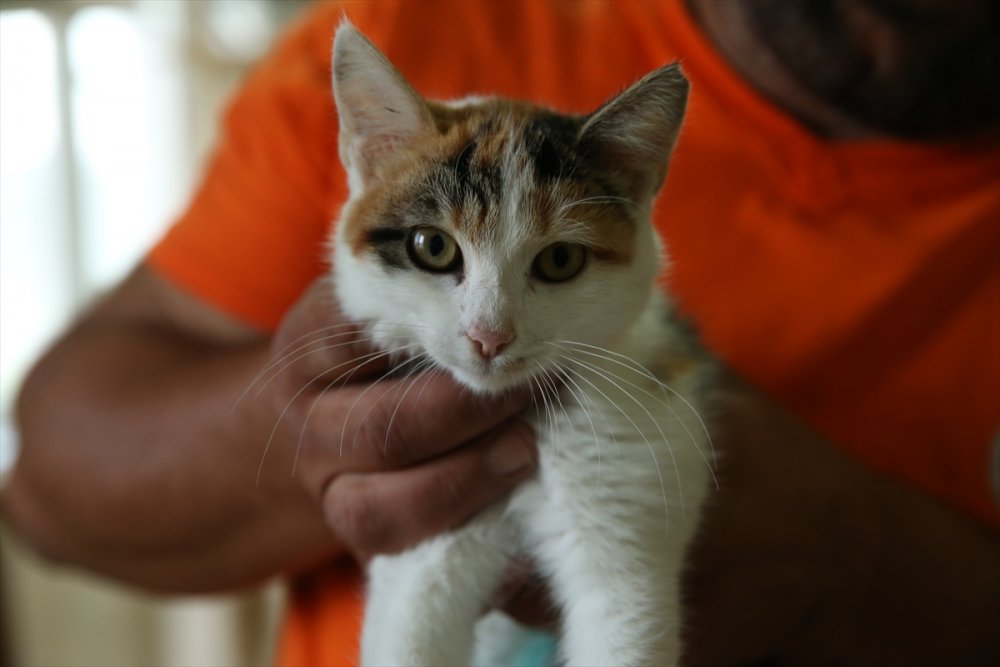 Yaralı ve hasta hayvanlara belediye bakıyor