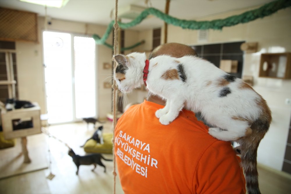 Yaralı ve hasta hayvanlara belediye bakıyor