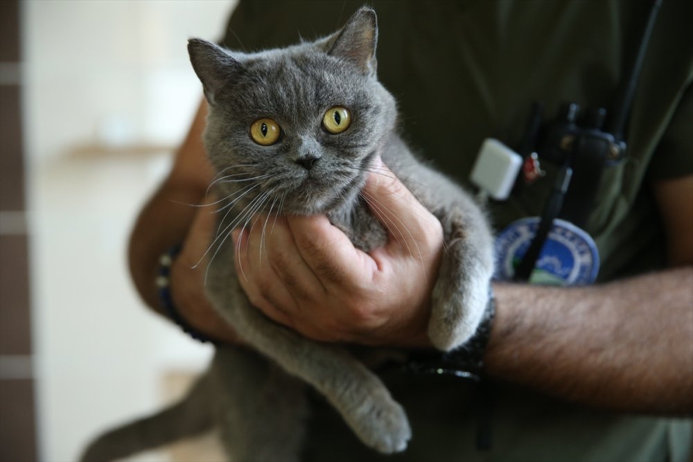Yaralı ve hasta hayvanlara belediye bakıyor
