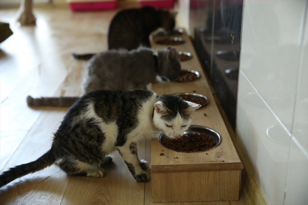 Yaralı ve hasta hayvanlara belediye bakıyor