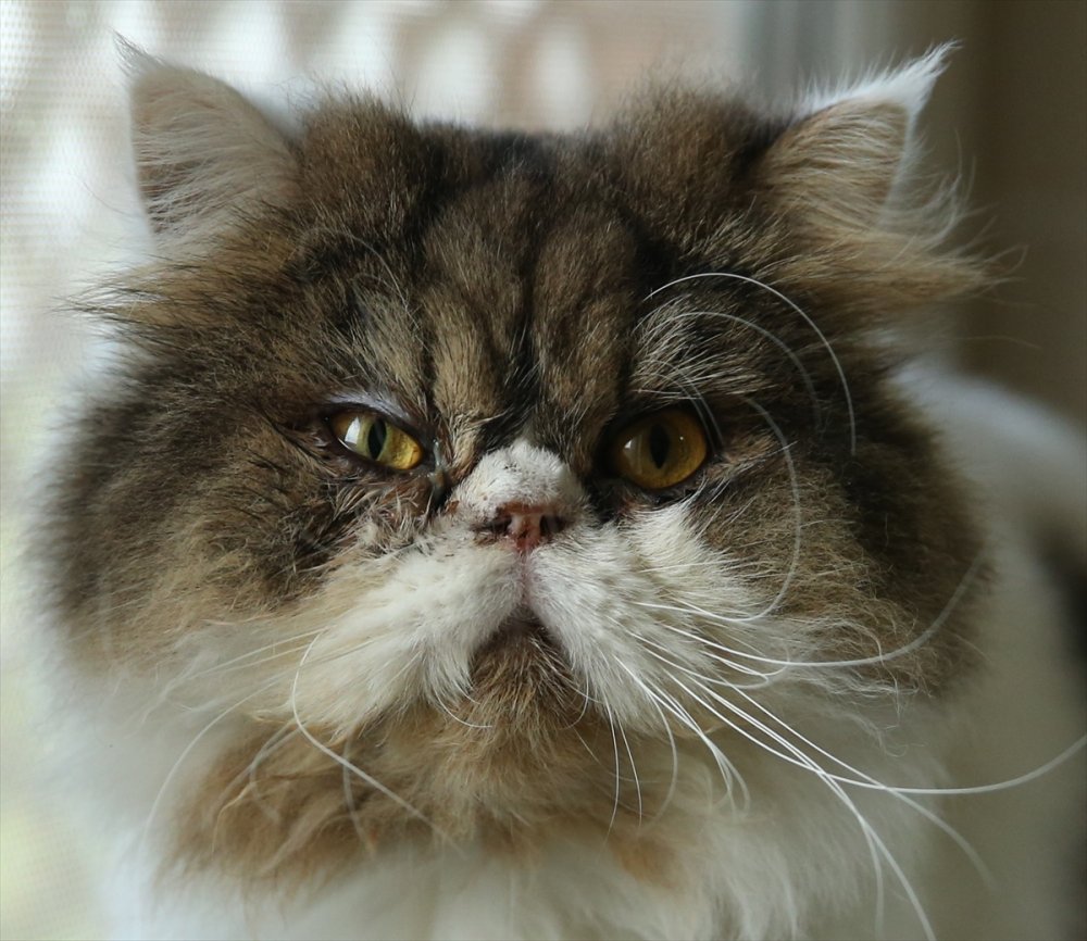 Yaralı ve hasta hayvanlara belediye bakıyor