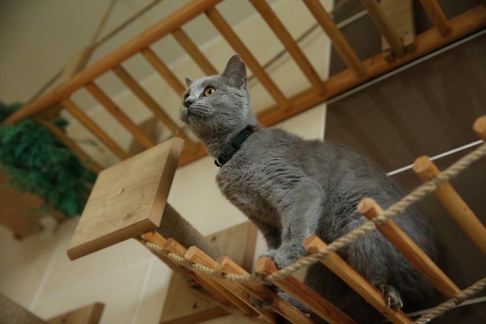 Yaralı ve hasta hayvanlara belediye bakıyor