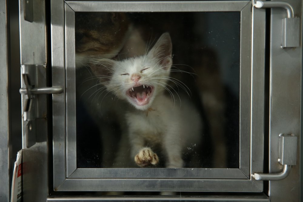 Yaralı ve hasta hayvanlara belediye bakıyor