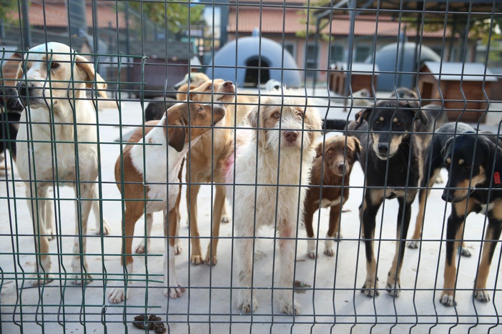Yaralı ve hasta hayvanlara belediye bakıyor