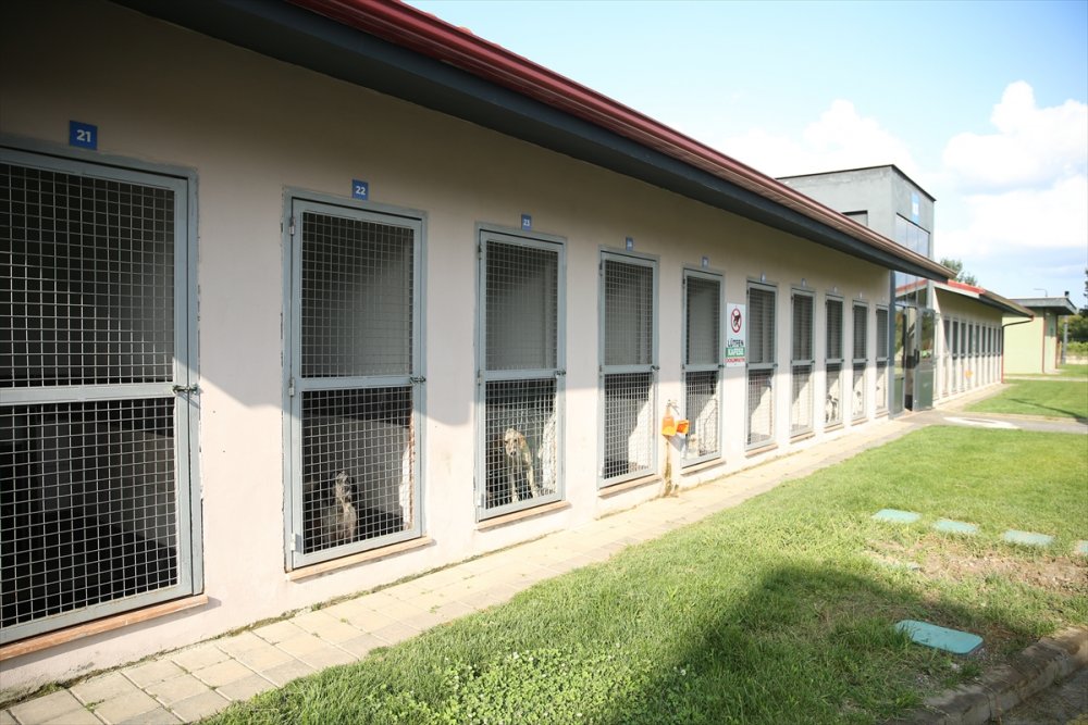 Yaralı ve hasta hayvanlara belediye bakıyor