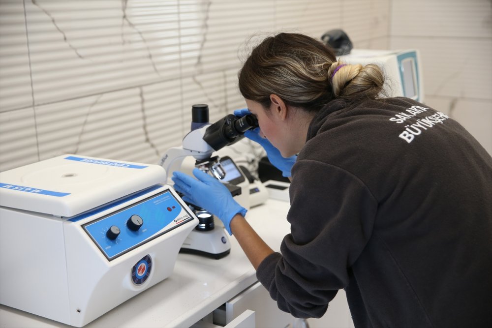 Yaralı ve hasta hayvanlara belediye bakıyor