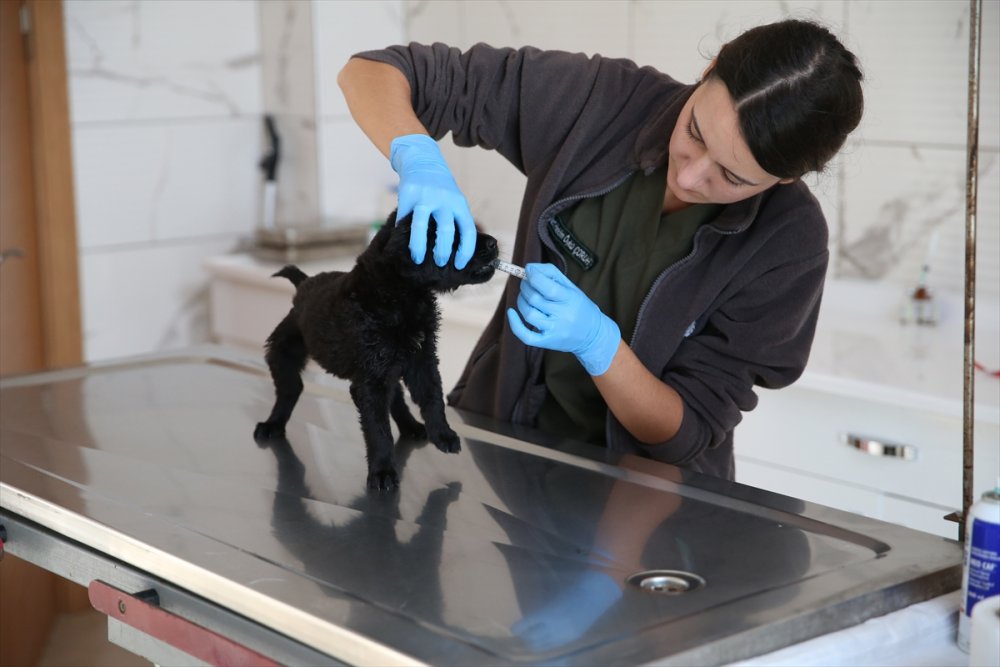 Yaralı ve hasta hayvanlara belediye bakıyor