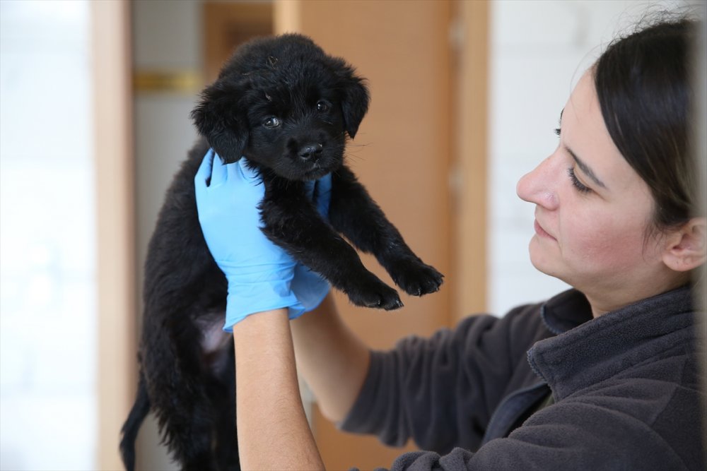 Yaralı ve hasta hayvanlara belediye bakıyor