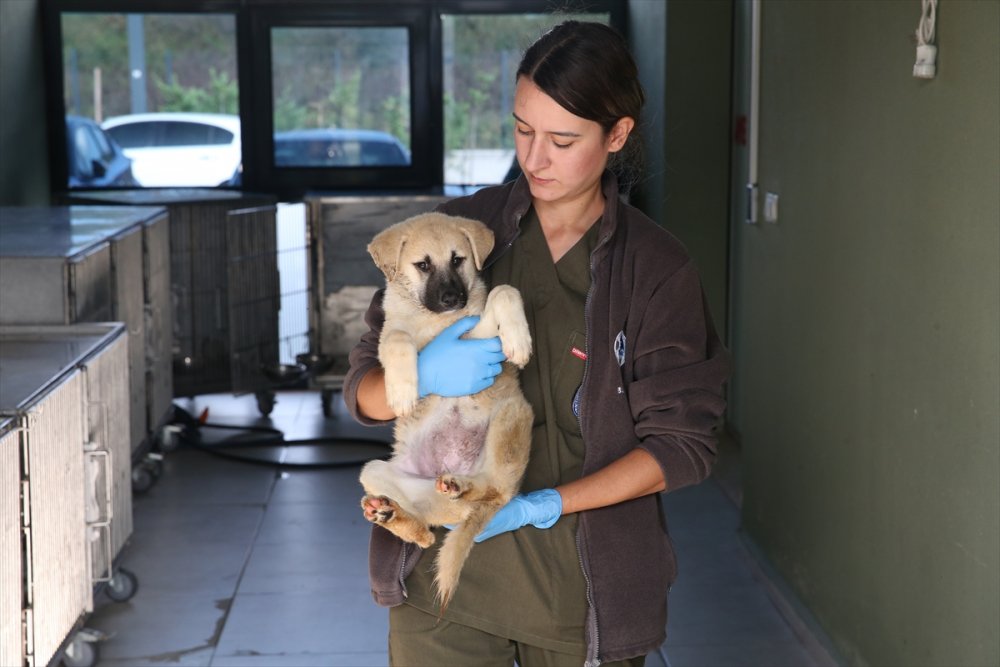 Yaralı ve hasta hayvanlara belediye bakıyor