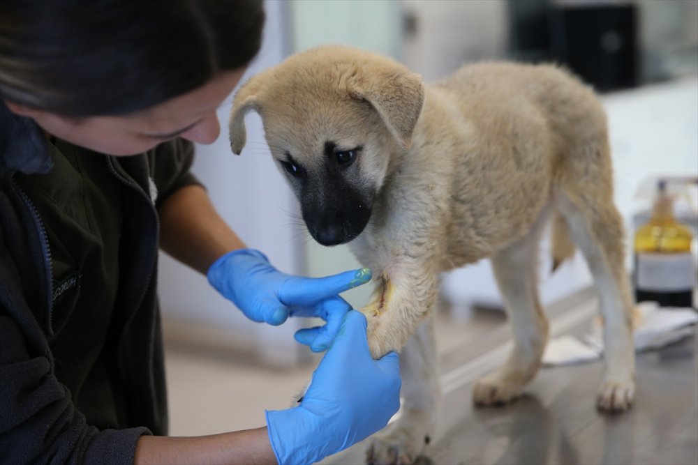 Yaralı ve hasta hayvanlara belediye bakıyor