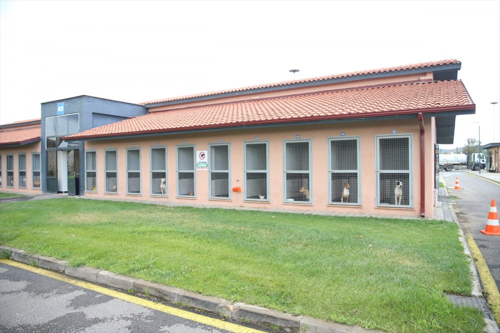 Yaralı ve hasta hayvanlara belediye bakıyor