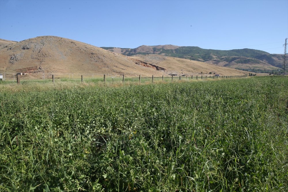 Atıl durumdaki arazilerden 200 milyon lira gelir elde edildi